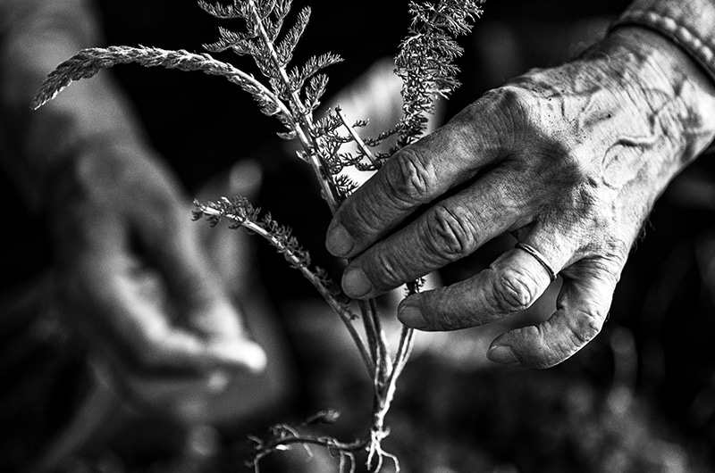 植物を手に取る様子